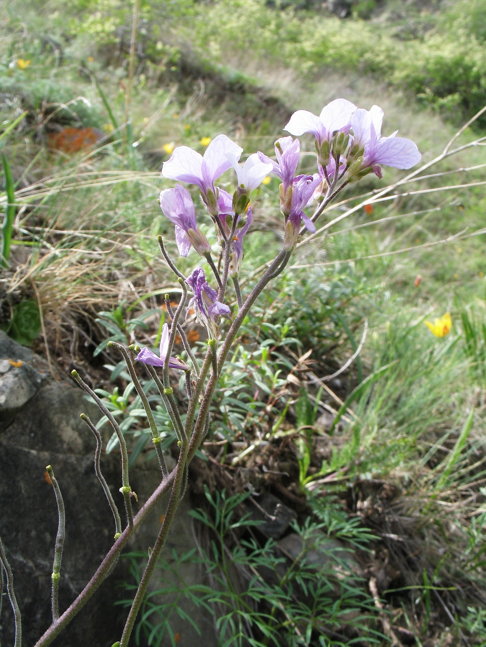 Изображение особи Dendroarabis fruticulosa.