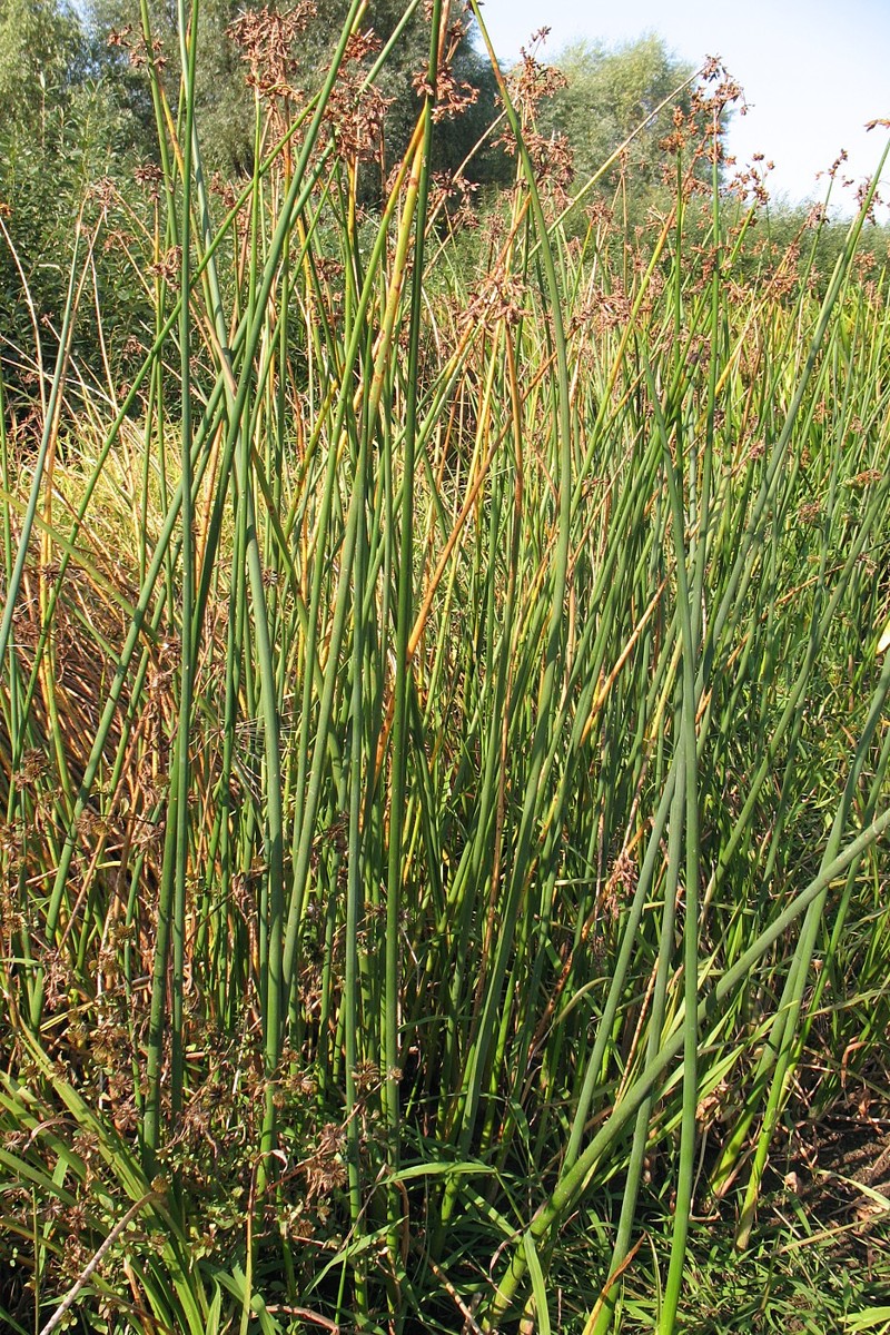 Image of Schoenoplectus lacustris specimen.