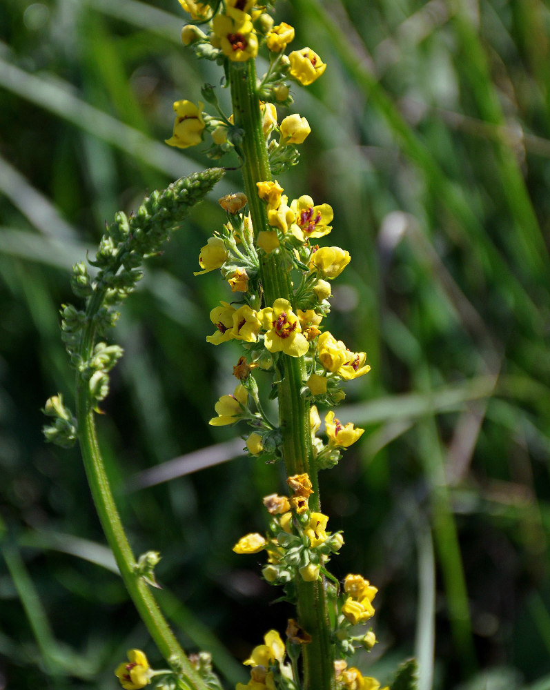 Изображение особи Verbascum nigrum.