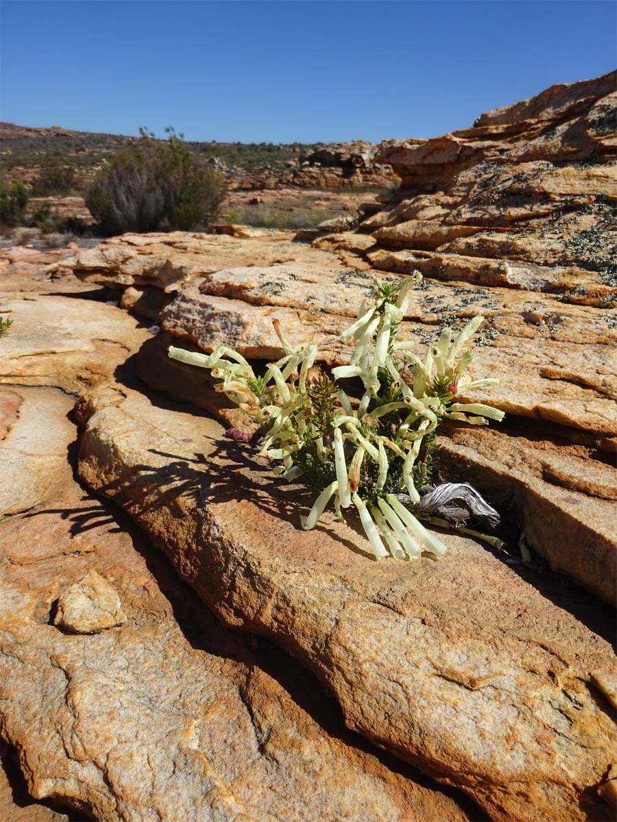 Image of Erica maximiliani specimen.