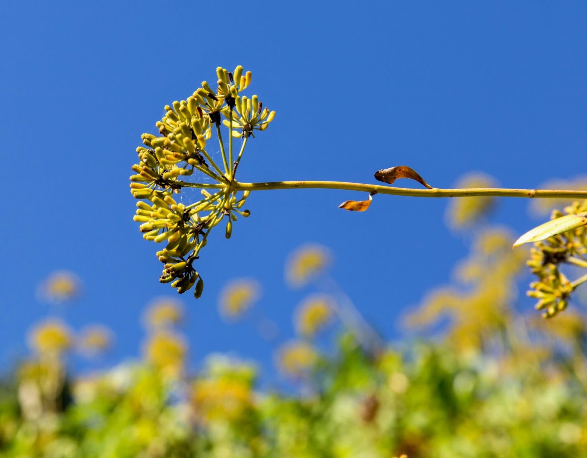 Image of Bupleurum fruticosum specimen.