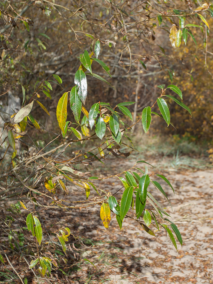 Изображение особи Salix pentandra.