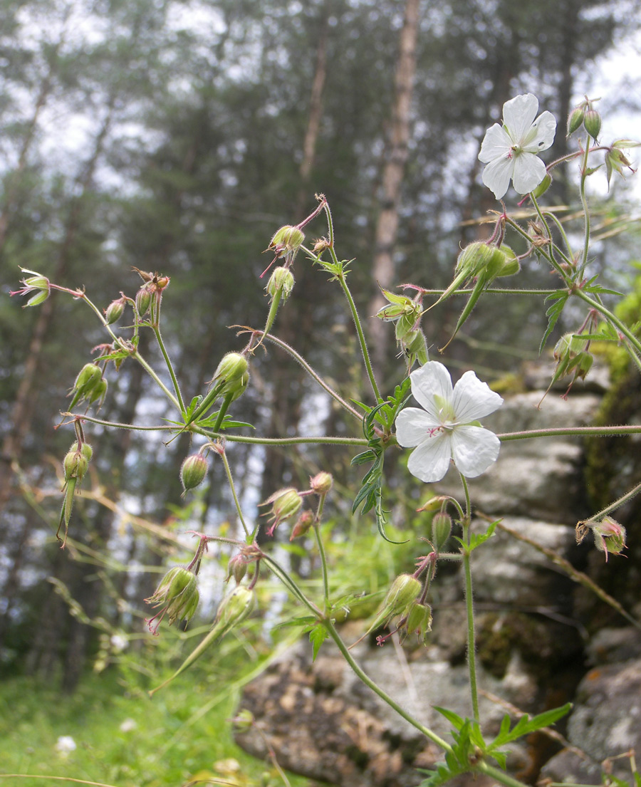 Image of Geranium kemulariae specimen.