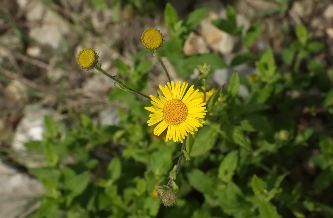 Изображение особи Pulicaria dysenterica.