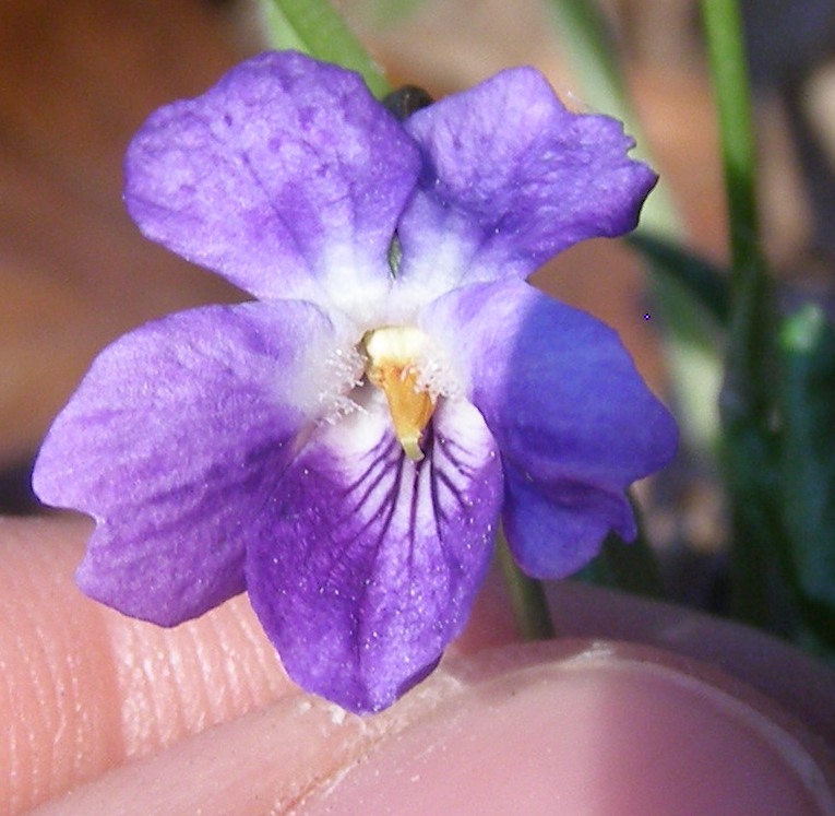 Изображение особи Viola dehnhardtii.