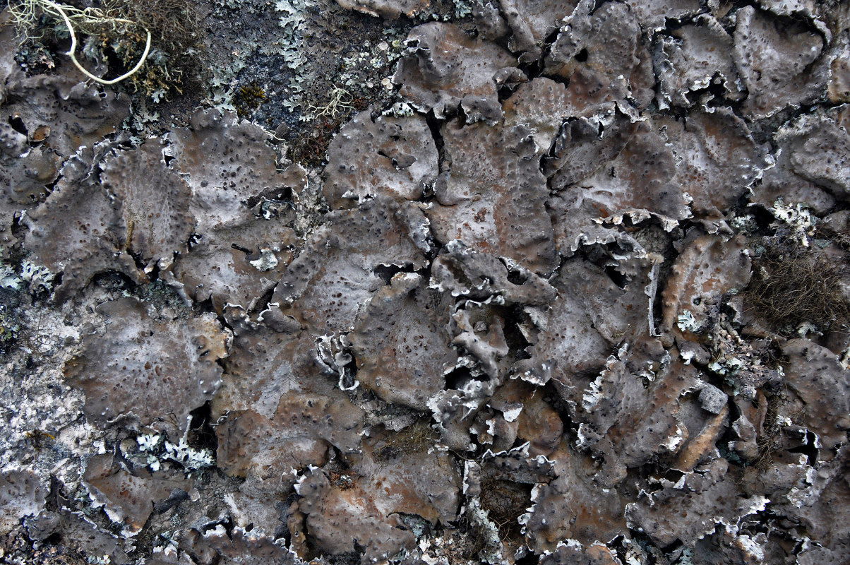 Image of genus Umbilicaria specimen.