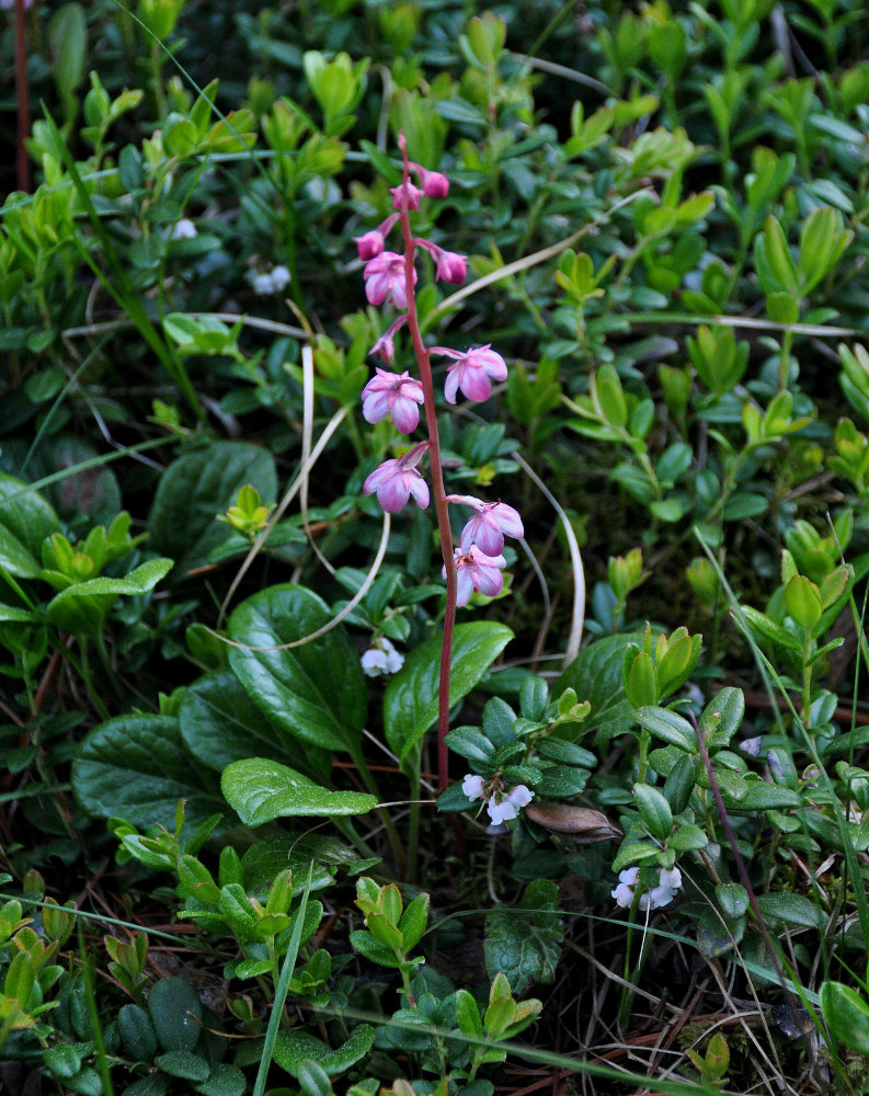 Image of Pyrola incarnata specimen.