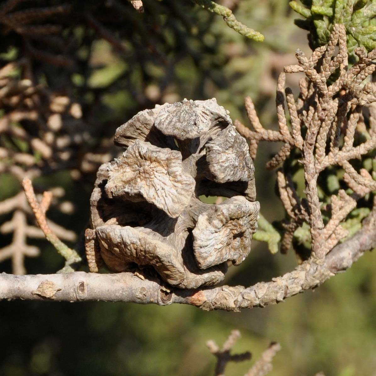 Image of Cupressus sempervirens specimen.