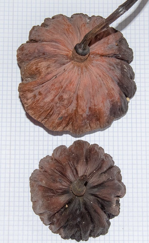 Image of Nelumbo nucifera specimen.