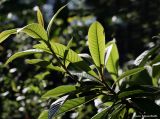 Eriobotrya japonica. Верхушки побегов с молодой листвой. Краснодарский край, Туапсинский р-н, долина ручья Красный Водопад, в культуре. 26.09.2011.