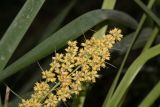 Lomandra longifolia