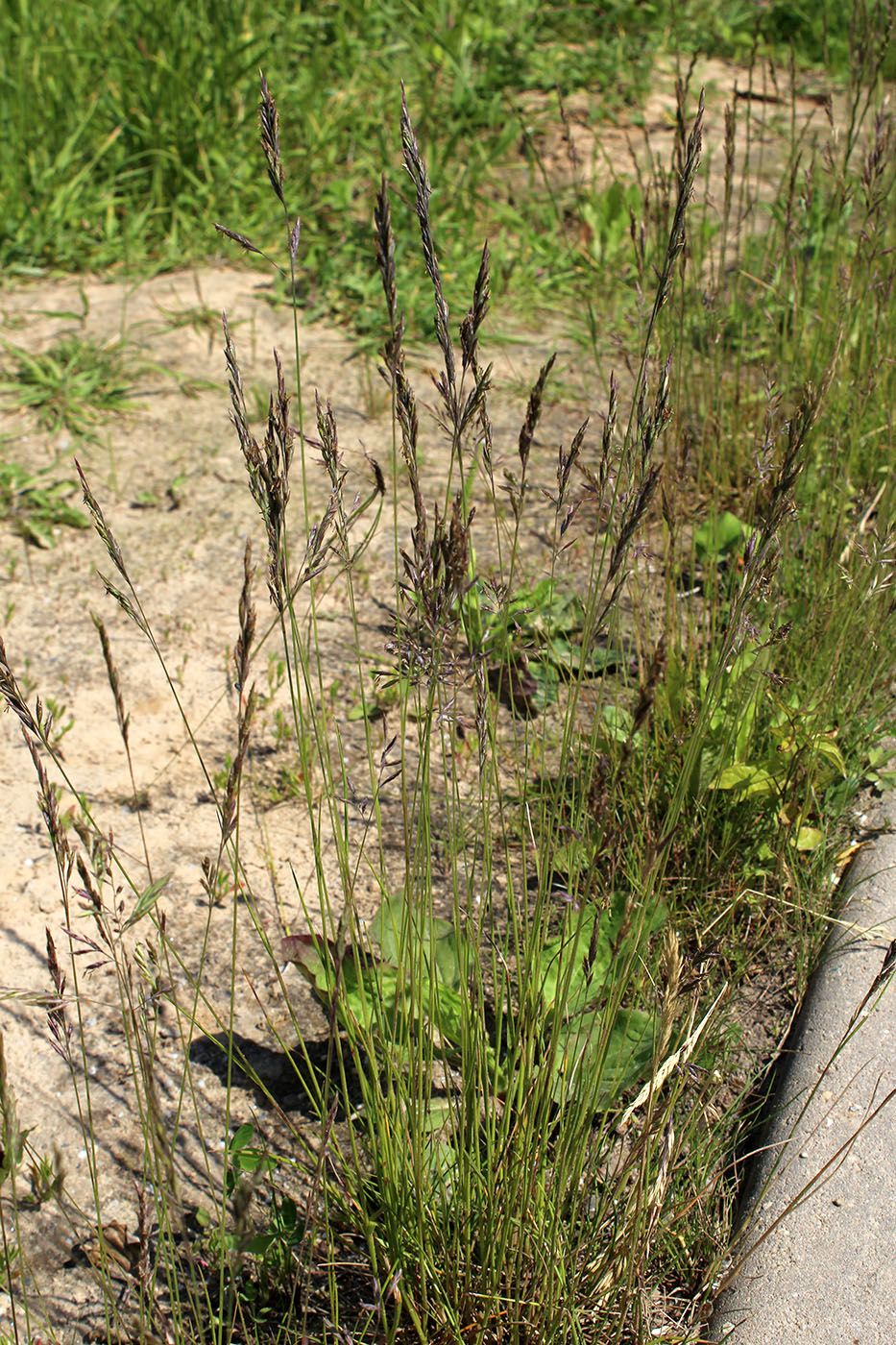 Изображение особи Festuca rubra.