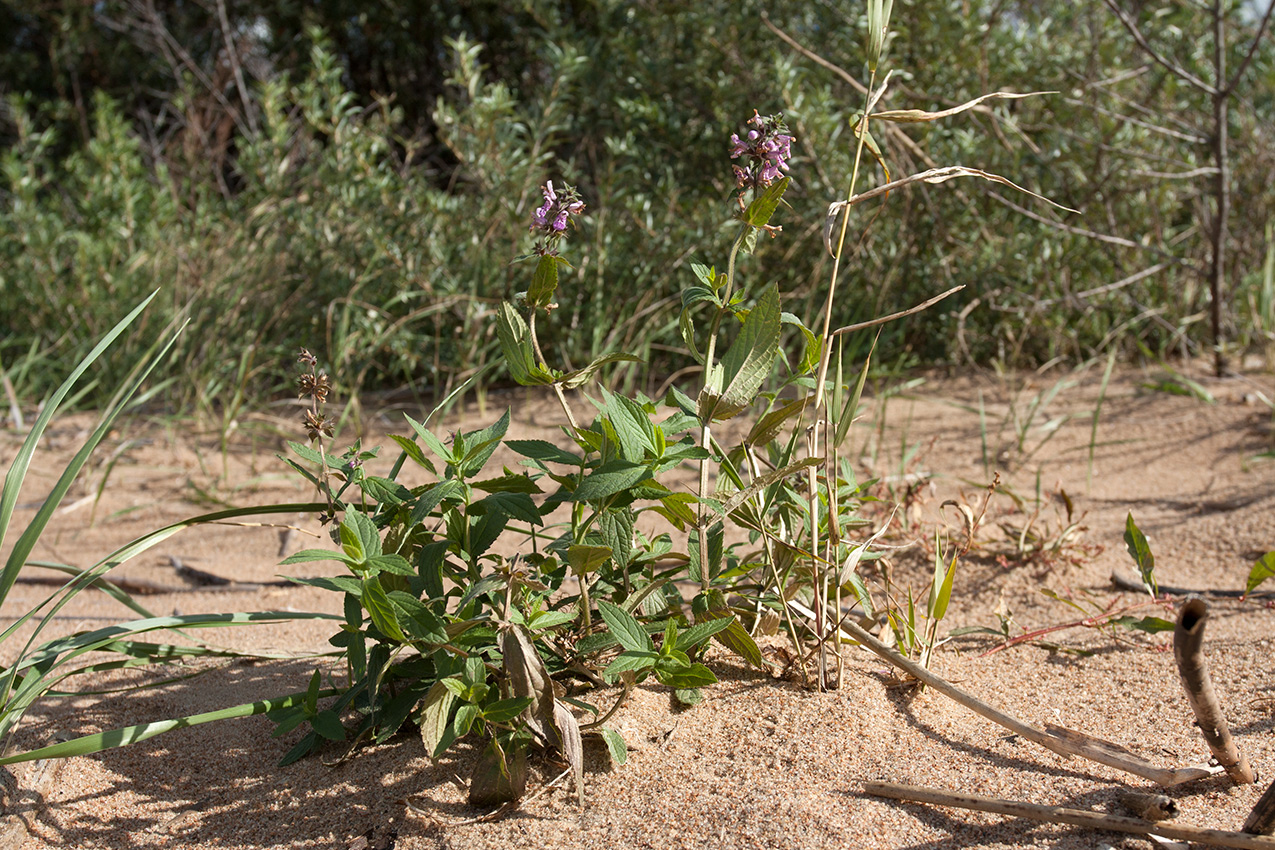 Изображение особи Stachys palustris.