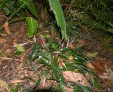 Billbergia lietzei