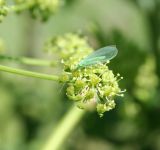 Archangelica decurrens