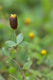 Trifolium spadiceum. Верхняя часть цветущего растения. Карачаево-Черкесия, Зеленчукский р-н, окр. пос. Архыз, хребет Абишира-Ахуба, левый берег р. Кяфар ниже оз. Кяфар, 2350 м н.у.м., субальпийский луг. 31.07.2018.