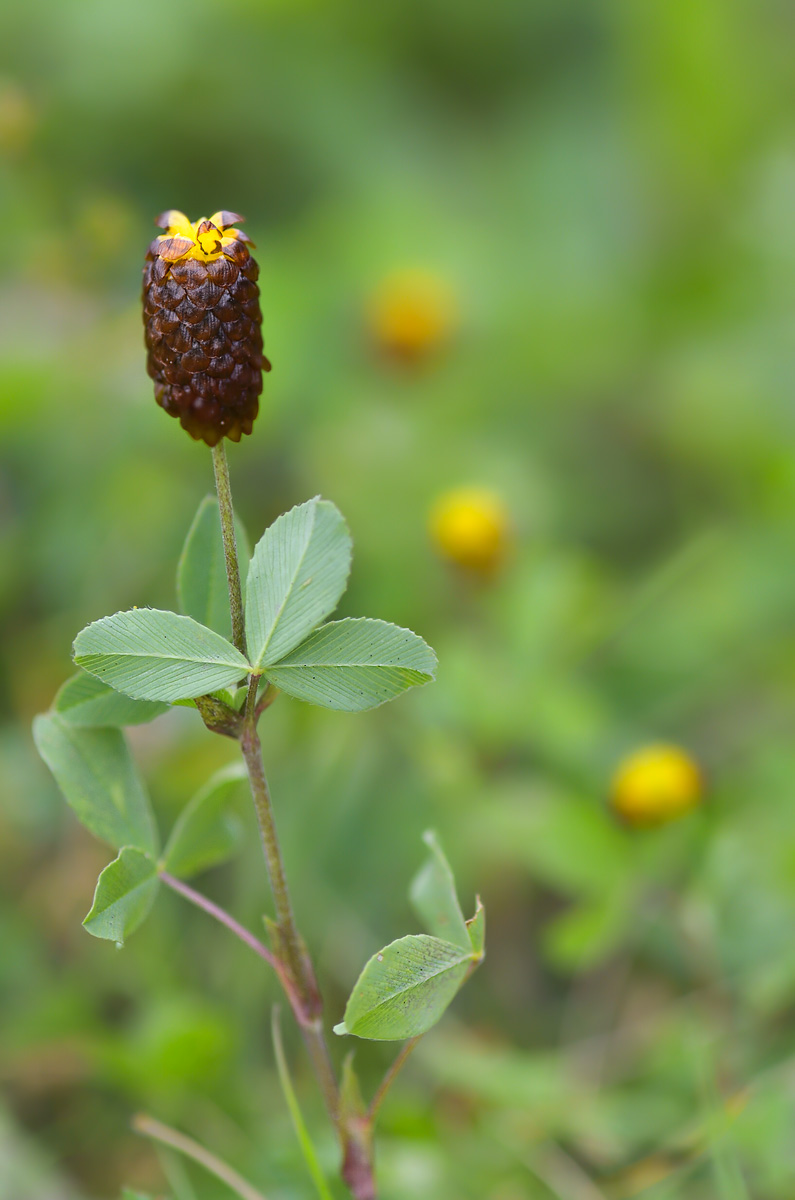 Image of Trifolium spadiceum specimen.