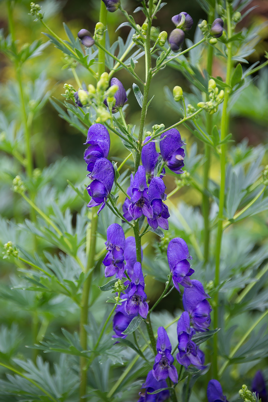 Изображение особи Aconitum &times; stoerkianum.