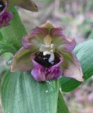 Epipactis helleborine. Цветок с прилипшими поллиниями. Краснодарский край, м/о город-курорт Геленджик, окр. хут. Джанхот, гора Святая Нина, горельник в сосновом лесу. 10 июня 2017 г.