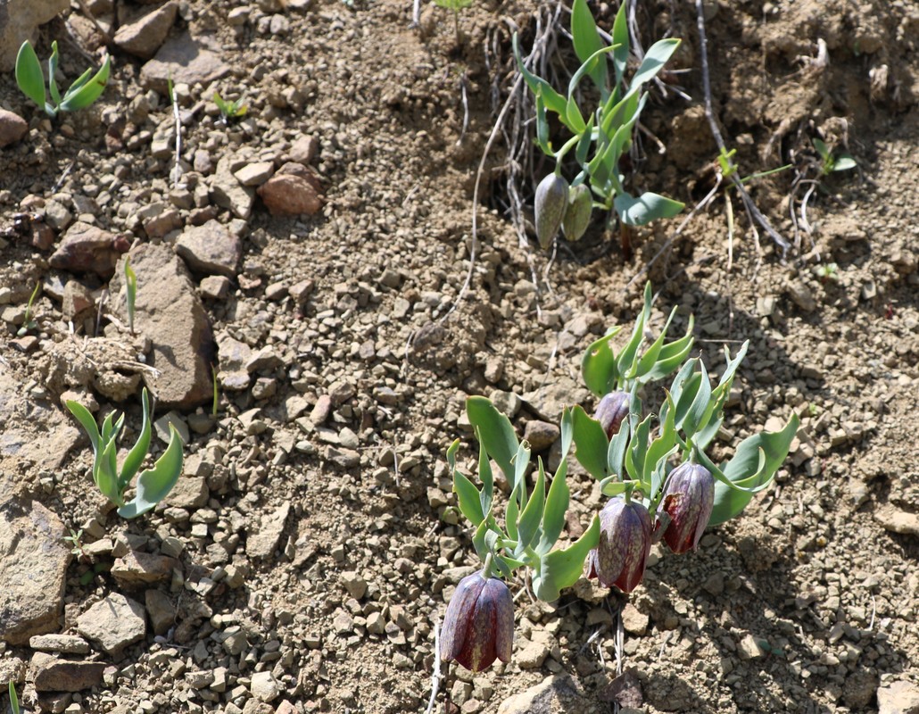 Изображение особи Fritillaria kurdica.