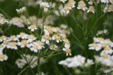 Achillea cartilaginea