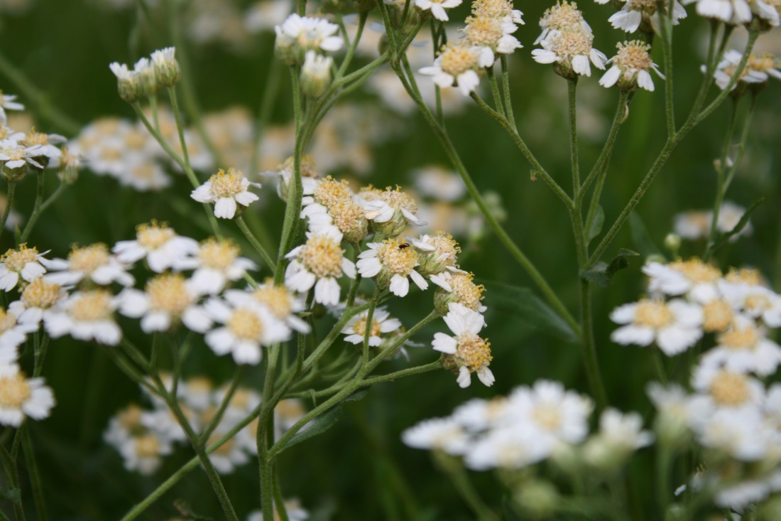 Изображение особи Achillea cartilaginea.