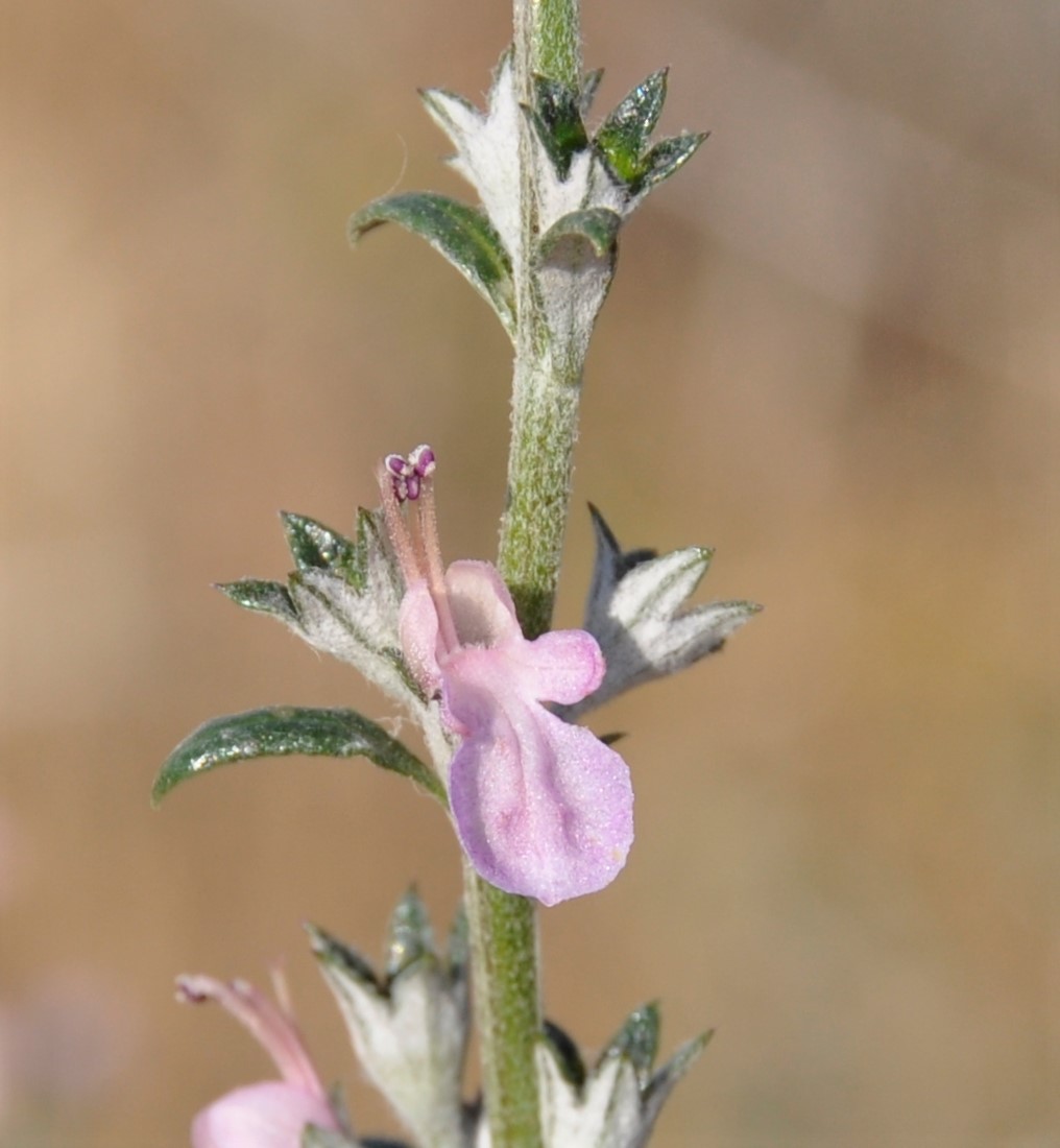 Изображение особи Teucrium creticum.