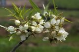 Pyrus regelii