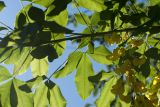 Laburnum anagyroides