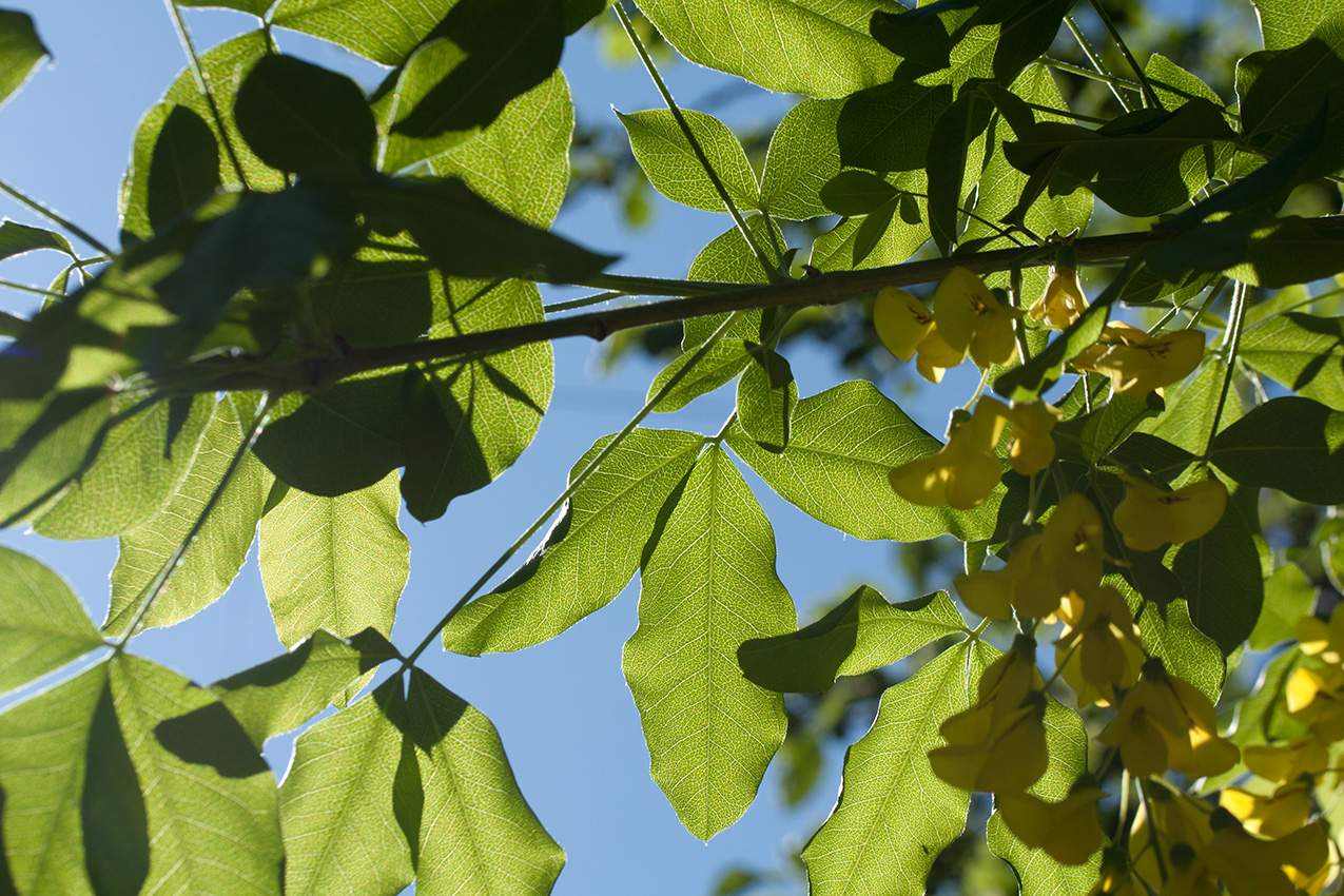 Изображение особи Laburnum anagyroides.