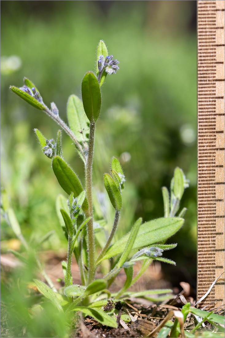 Изображение особи Myosotis micrantha.