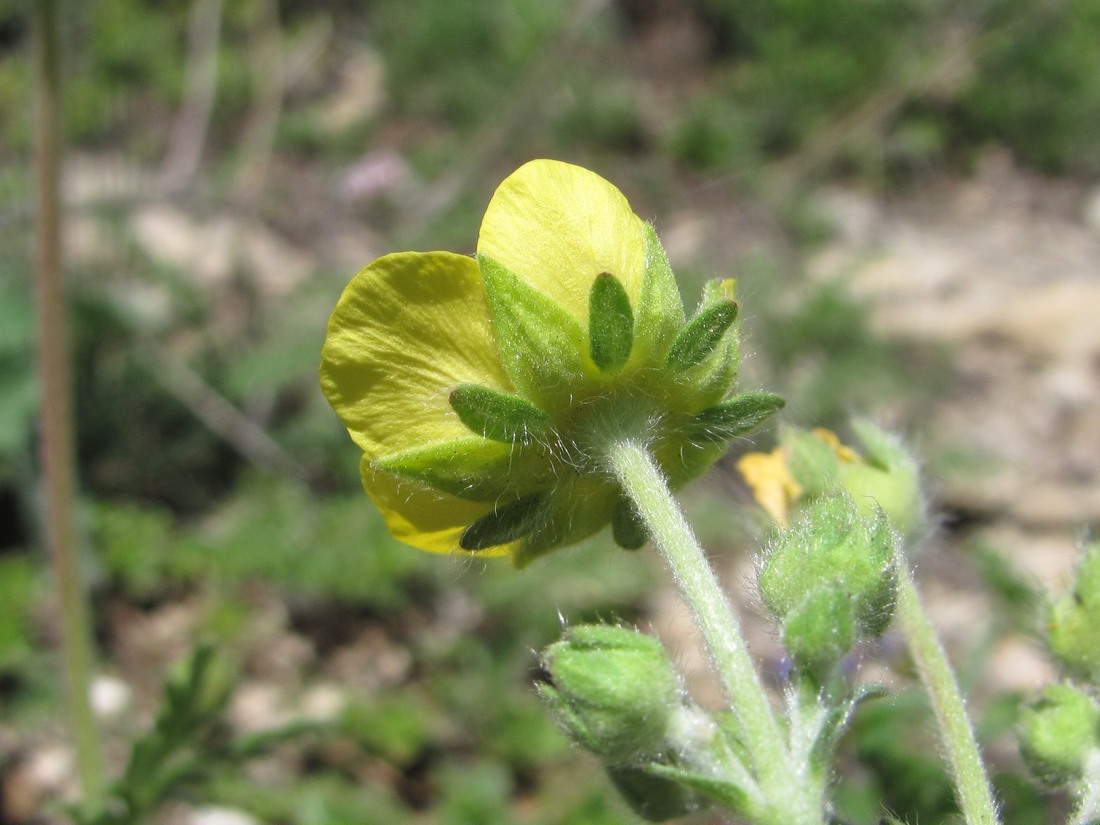 Изображение особи Potentilla agrimonioides.