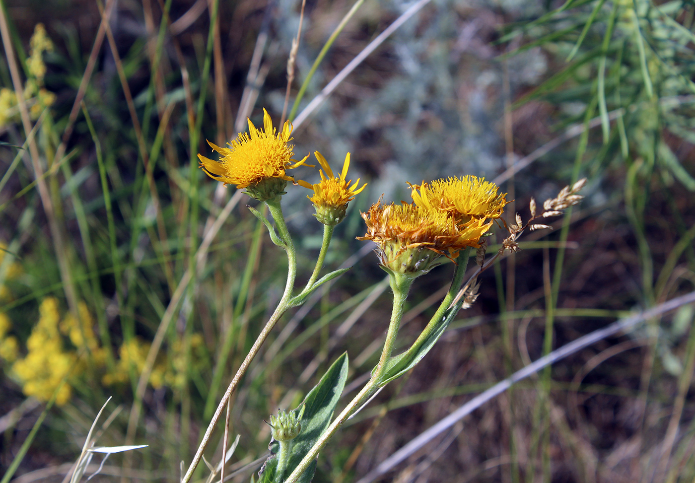 Изображение особи Inula oculus-christi.