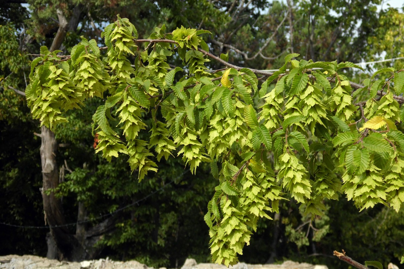 Изображение особи Carpinus orientalis.