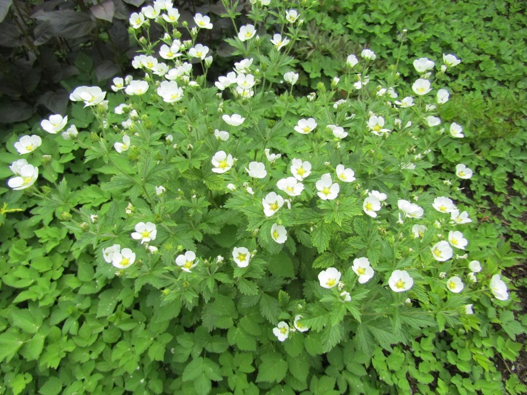 Image of genus Potentilla specimen.