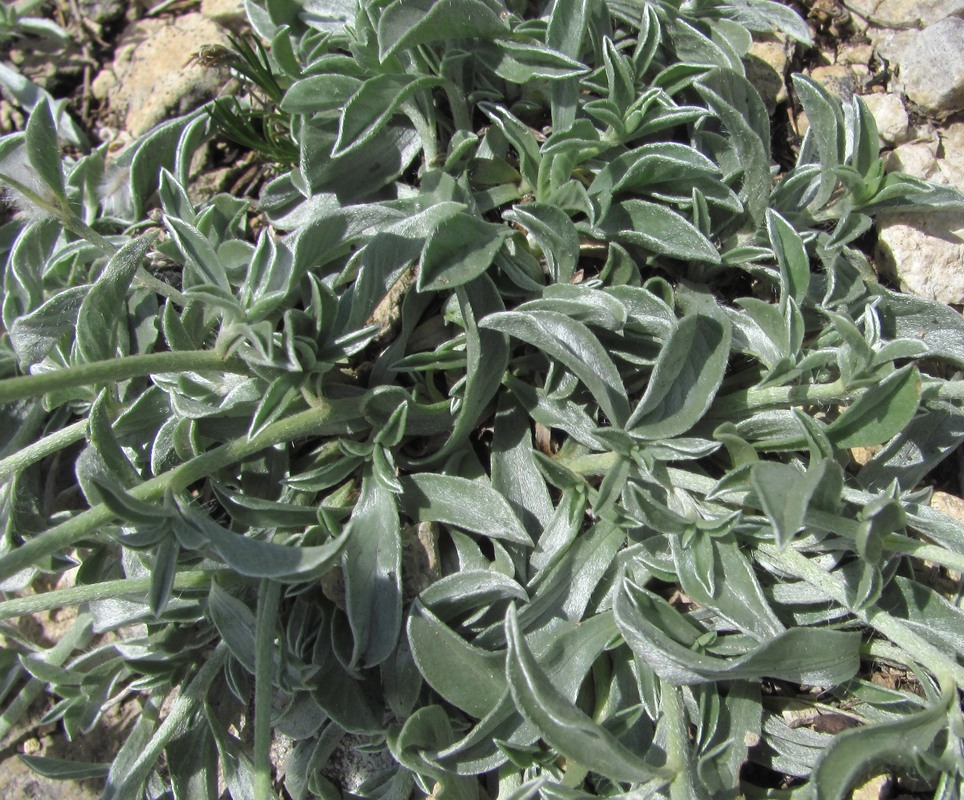 Image of Convolvulus ruprechtii specimen.