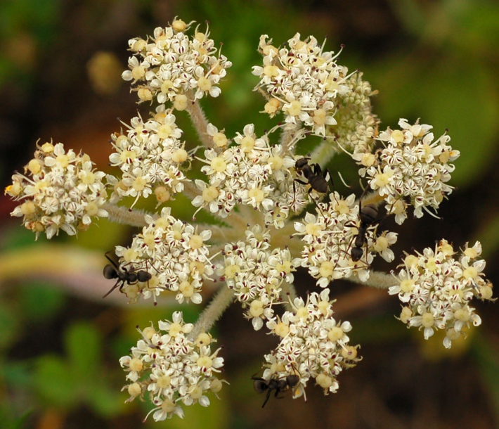 Изображение особи Glehnia litoralis.