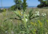 Bellardia trixago