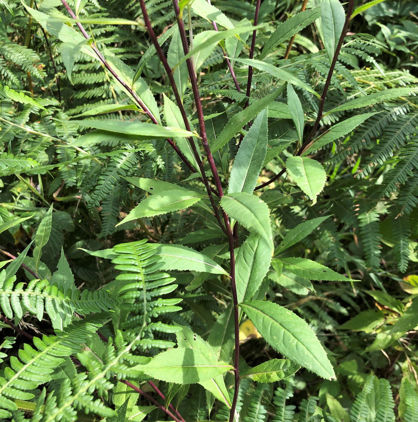 Image of Senecio ovatus specimen.