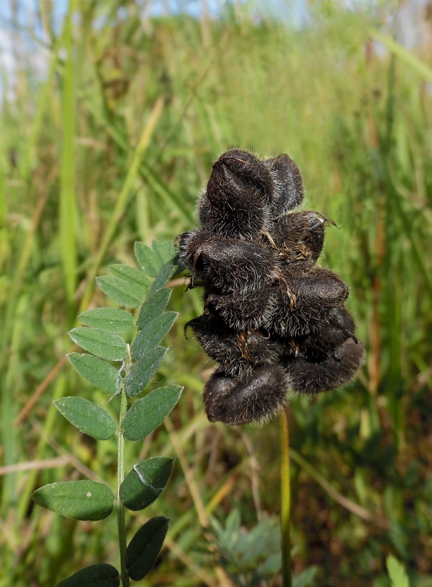 Изображение особи Astragalus cicer.