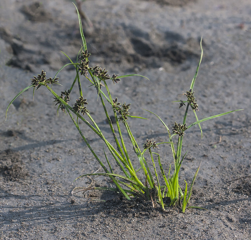 Image of Cyperus fuscus specimen.