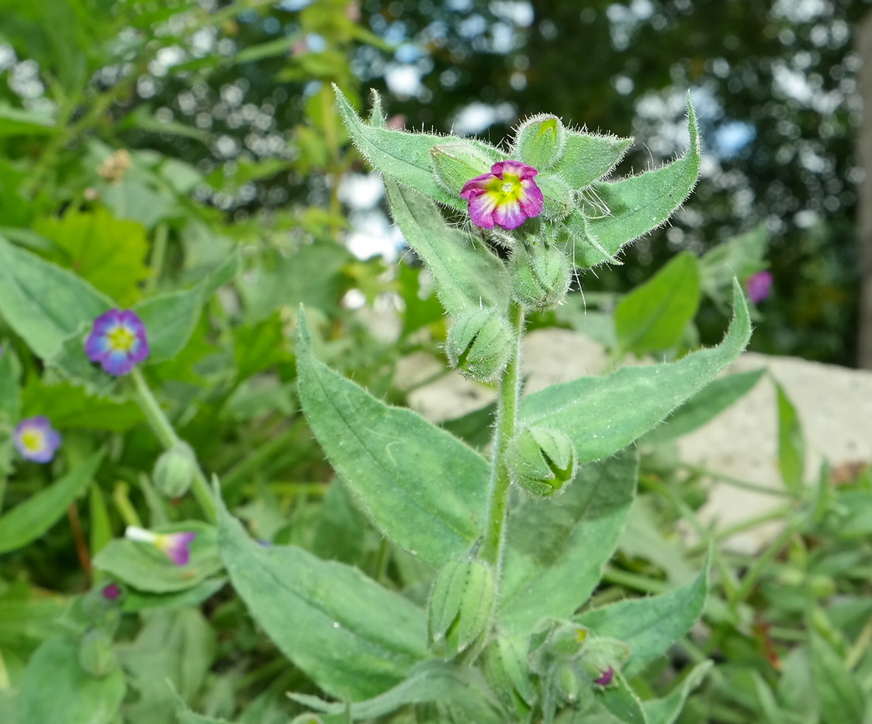 Image of Nonea versicolor specimen.