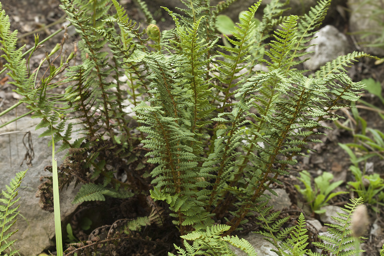 Image of Dryopteris fragrans specimen.