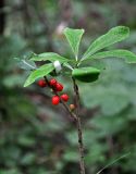 Daphne mezereum. Верхушка ветви с плодами. Башкирия, Белорецкий р-н, гора Большой Иремель, ≈ 1000 м н.у.м., смешанный лес. 30.07.2019.