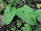 Betonica macrantha. Листья. Кабардино-Балкария, Эльбрусский р-н, окр. г. Тырныауз, долина р. Каяртысу, ок. 1700 м н.у.м., лес, у дороги. 02.07.2019.