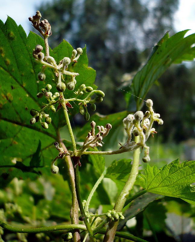 Изображение особи Humulus lupulus.