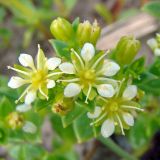 Смотреть изображение Honckenya peploides подвид diffusa