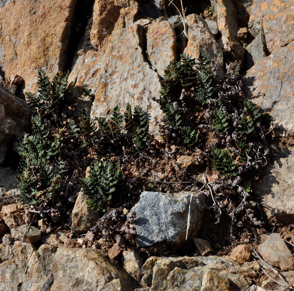 Image of Paragymnopteris marantae specimen.