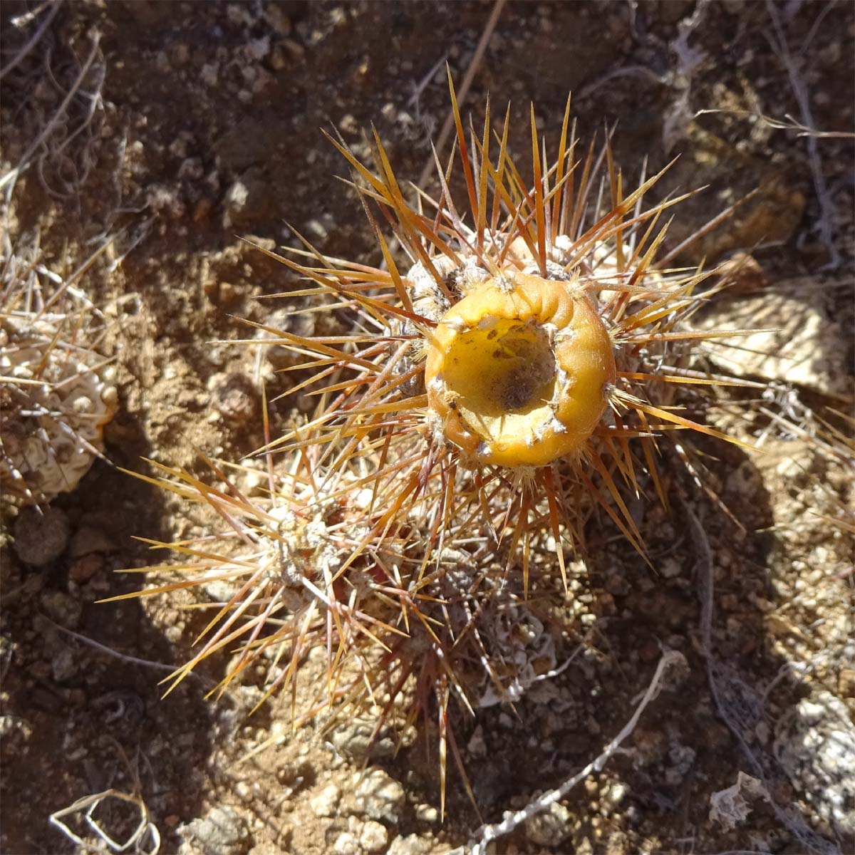 Image of Cumulopuntia sphaerica specimen.