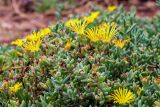 familia Aizoaceae. Верхушки цветущих и плодоносящих побегов. Израиль, г. Герцлия. 06.05.2018.